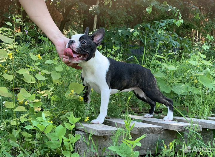 Бостон терьер