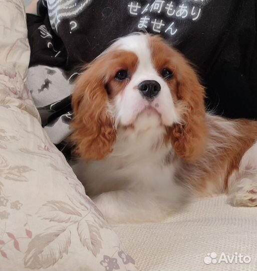 Кавалер Кинг Чарльз Спаниель