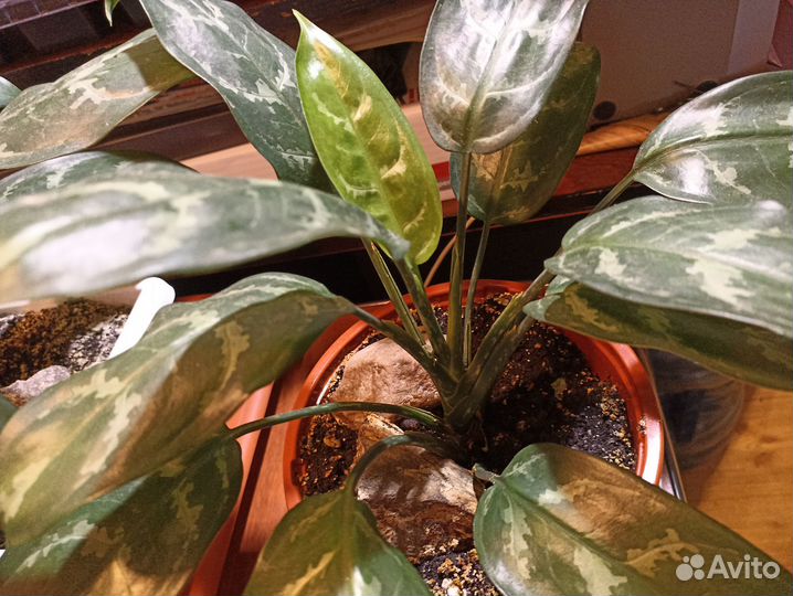 Аглаонема «Мария»