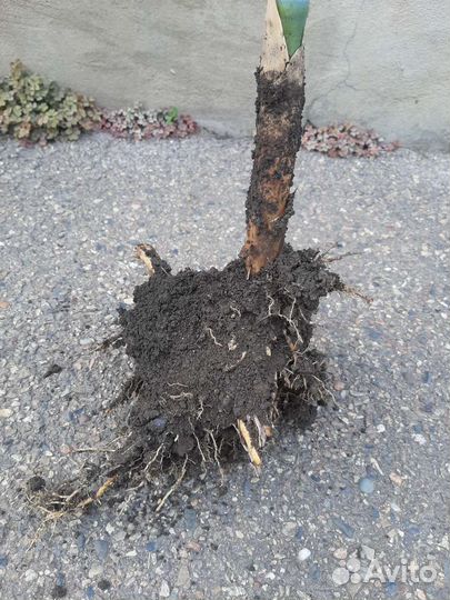 Бамбук садовый