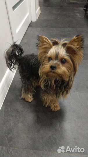 Йорк для вязки