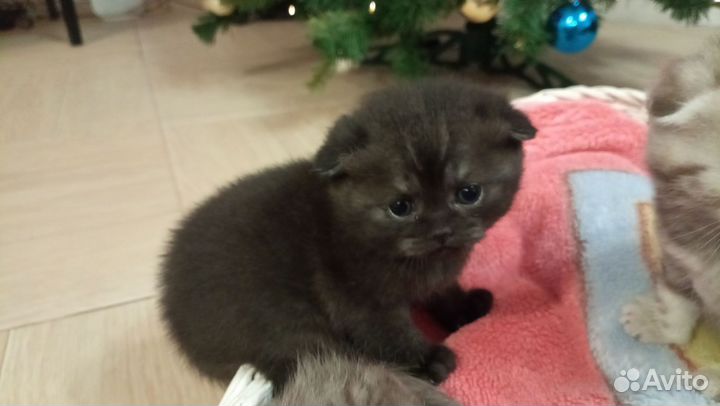 Шотландские котята