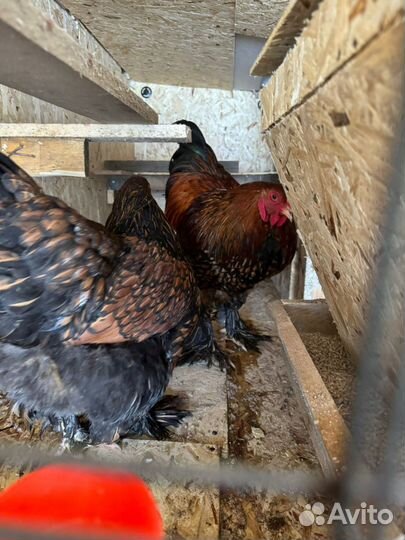 Инкубационное яйцо породы брама