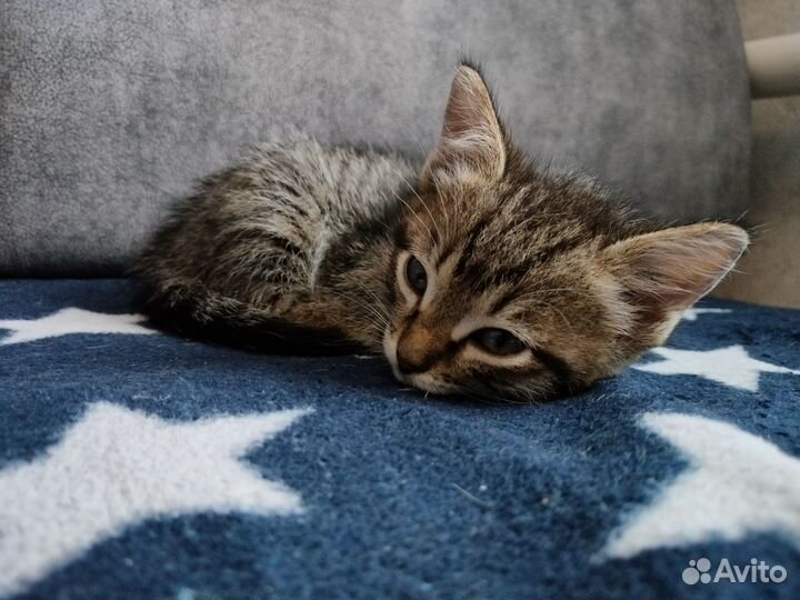 Кошка в добрые руки