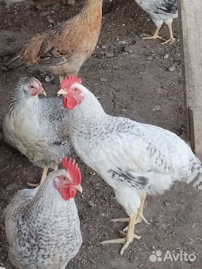 Куры и петухи