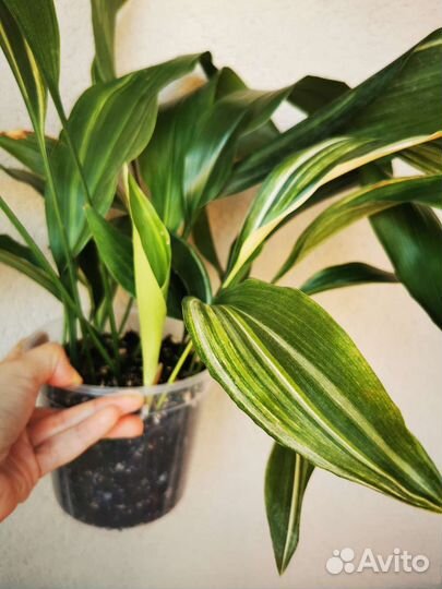 Аспидистра элатиор