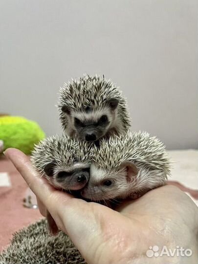 Африканский ежик