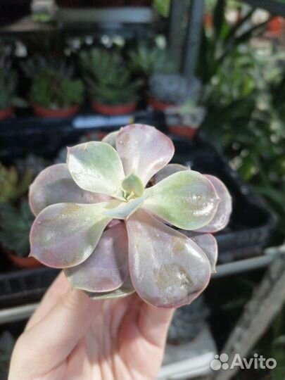 Хамедорея элеганс