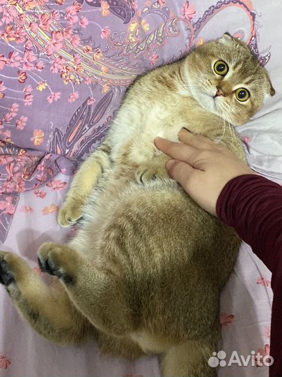 Коты для вязки