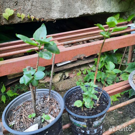 Сирень с каймой сорт Сенсация