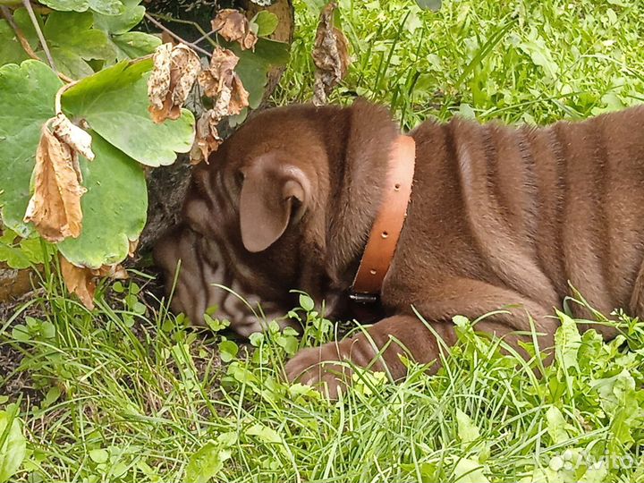 Щенок породы шарпей