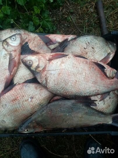 Продажа рыбы оптом и в розницу