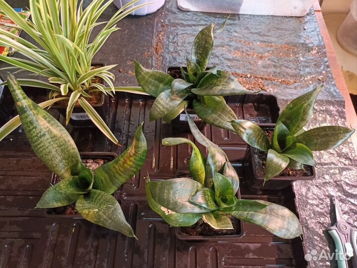 Комнатные растения цветы