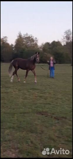 Орловский рысак