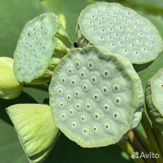 Лотос коробочки сухоцветы