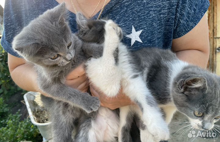 Замечательные котята