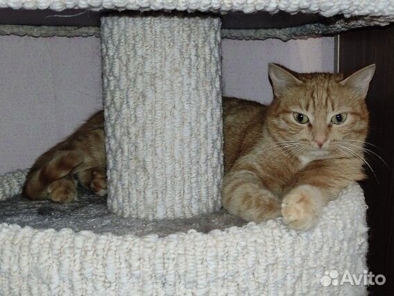 Отдам бесплатно красавицу кошку