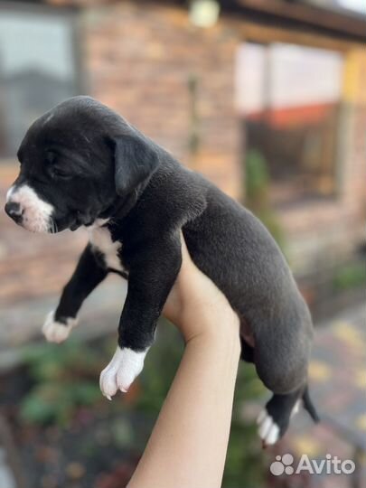 Щенки стаффорда