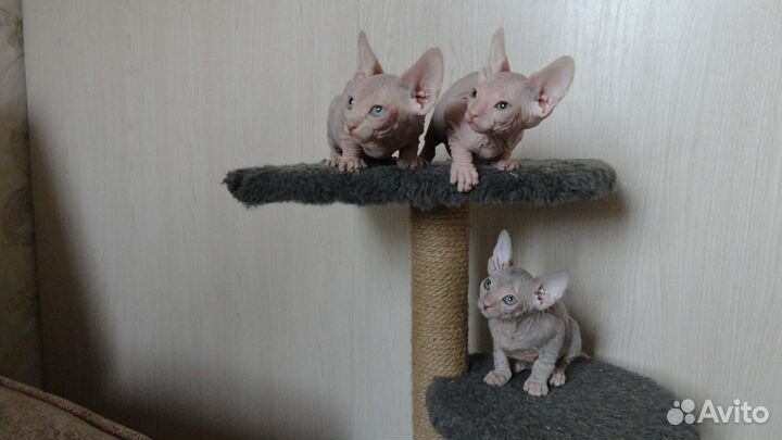 Донской сфинкс котята