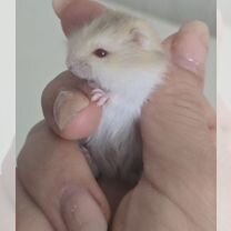 Купить недорого грызунов 🐹 в Барсово: хомяки, мыши, крысы