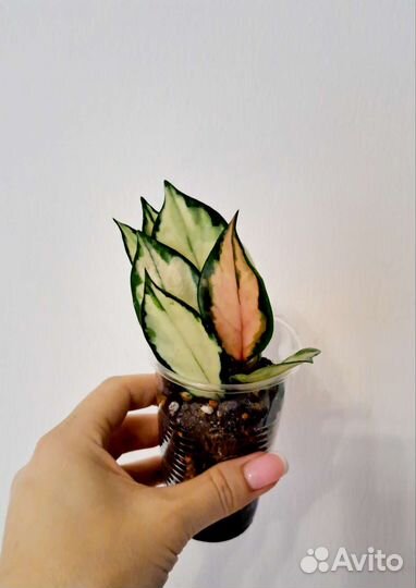 Хойи и дисхидии