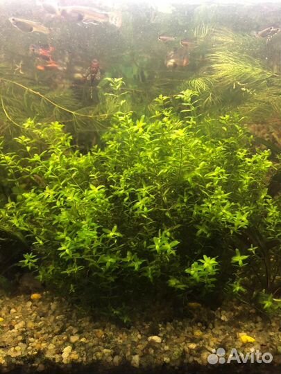 Аквариумные растения, рыбки, улитки