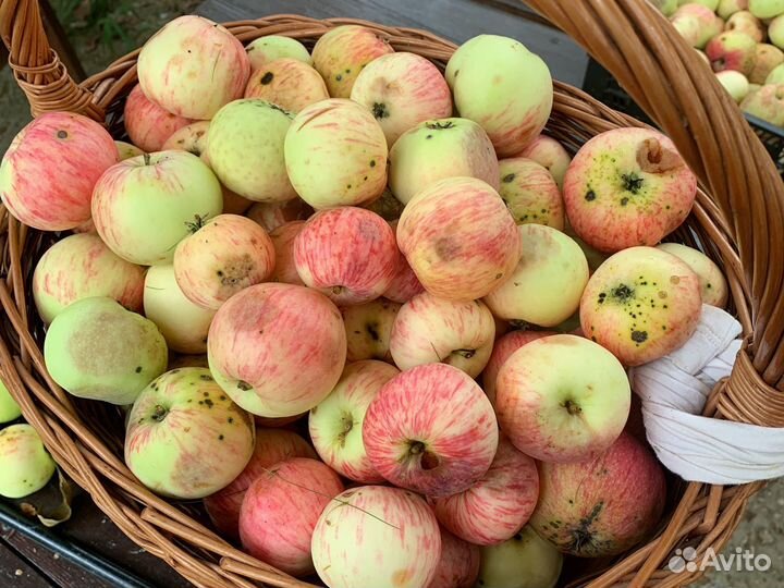 Излишки урожая с огорода-яблоки