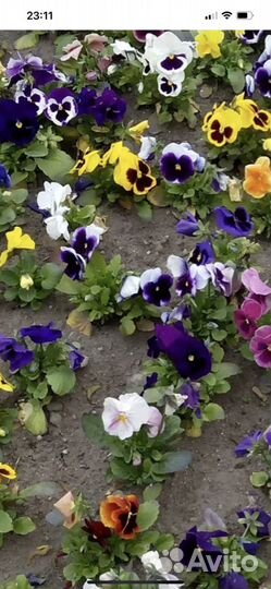 Цветы для дачи