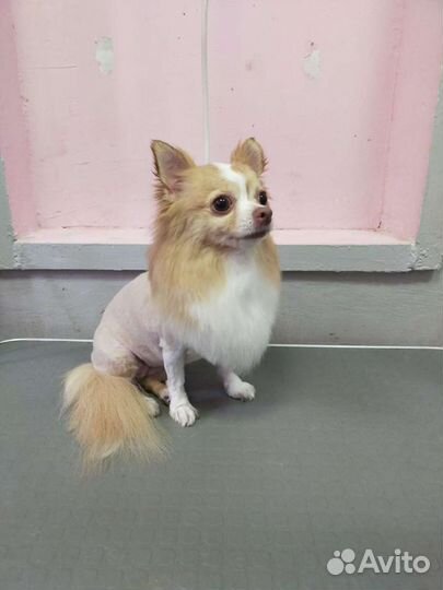 Стрижка собак