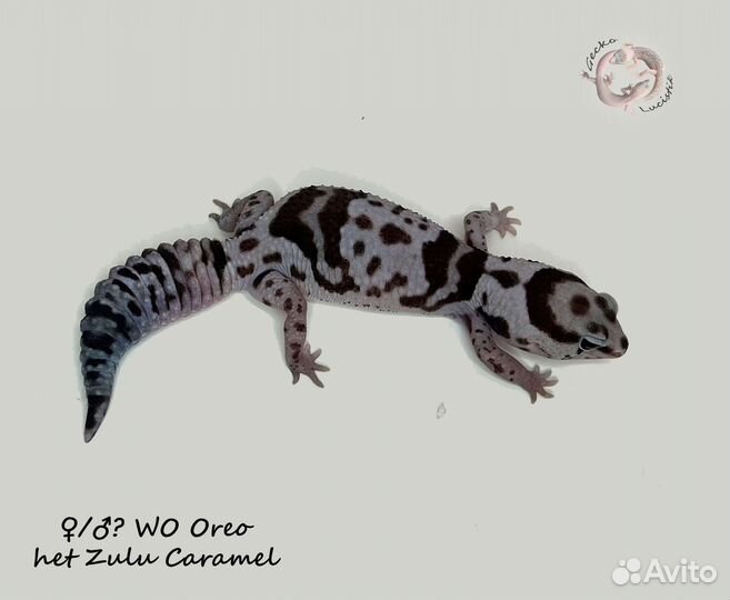 Гемитекониксы, Чахоа, геконы