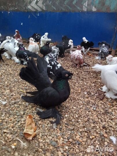 Продажа статных голубей