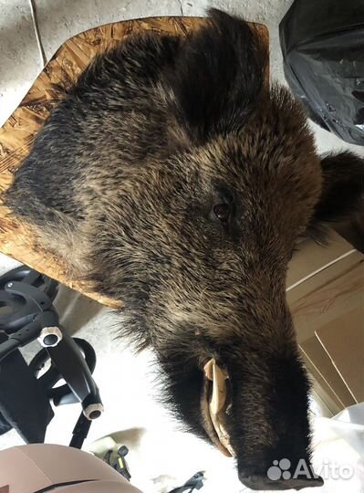 Чучело дикого кабана (с подсветкой)