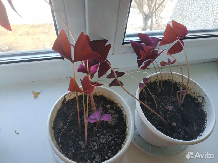 Кислица (Oxalis) фиолетовая
