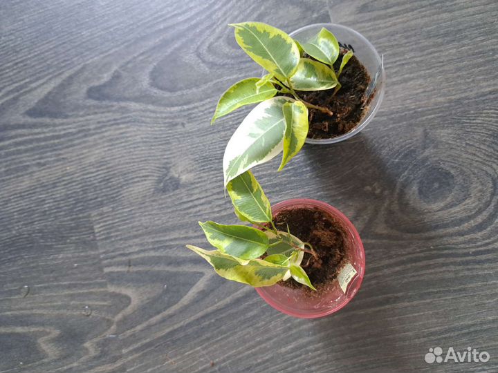 Фикусы бенджамина Де Гантель, Керли, Иренк