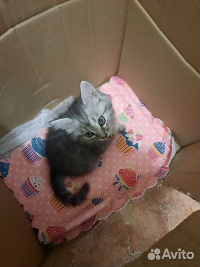 Котята мальчик и девочка