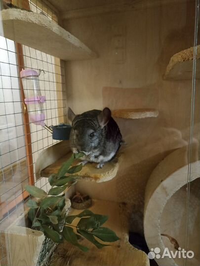 Шиншилла с витриной