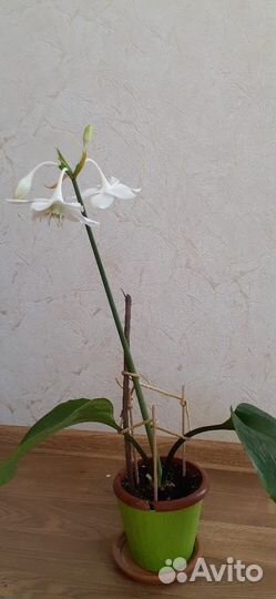 Комнатные цветы эухарис