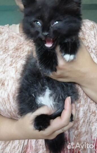 Отдам котенка