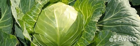 Семена Капусты 