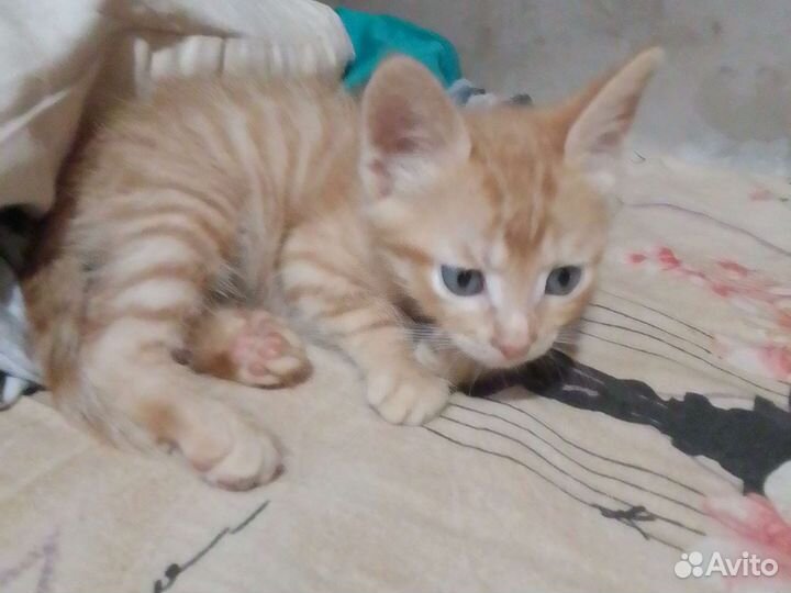 Продам котенка