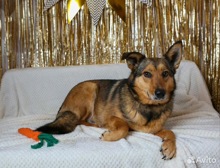 Молодая, ласковая собака очень хочет в семью