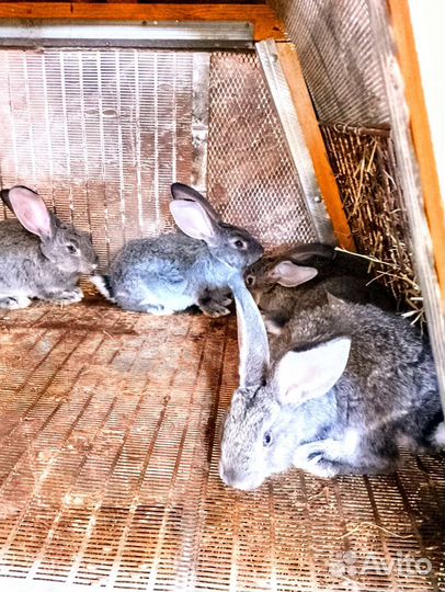 Кролики шиншилла