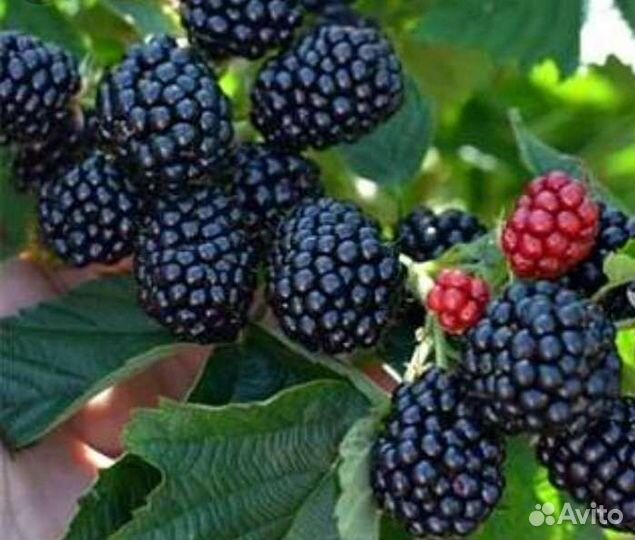 Ежевика 9сортов (саженцы, ягоды, джем)