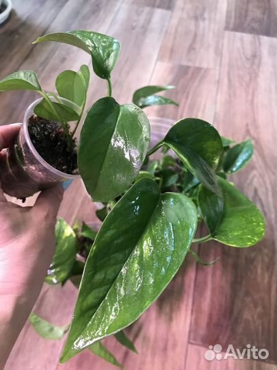 Эпипремнум золотистый