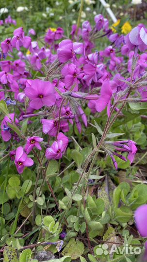 Флокс Столононосный