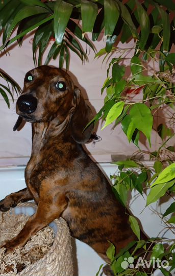 Кобель миниатюрной таксы для вязки