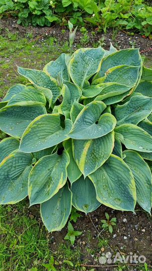 Хоста весь куст