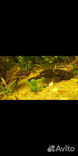 Рыбки, креветки, улитки, растения