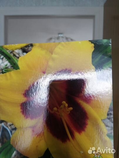 Цветы лилейники