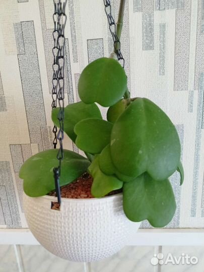 Хойя, Дисхидия и другие